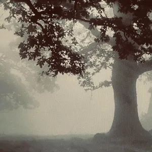 A Lonely Shadow Onlyfans