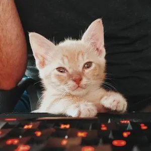 Foster Kitten Dad Onlyfans