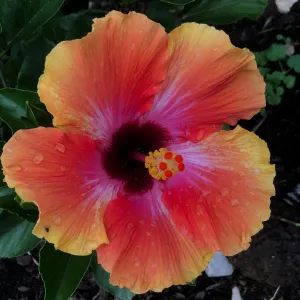 Sandra's Rose